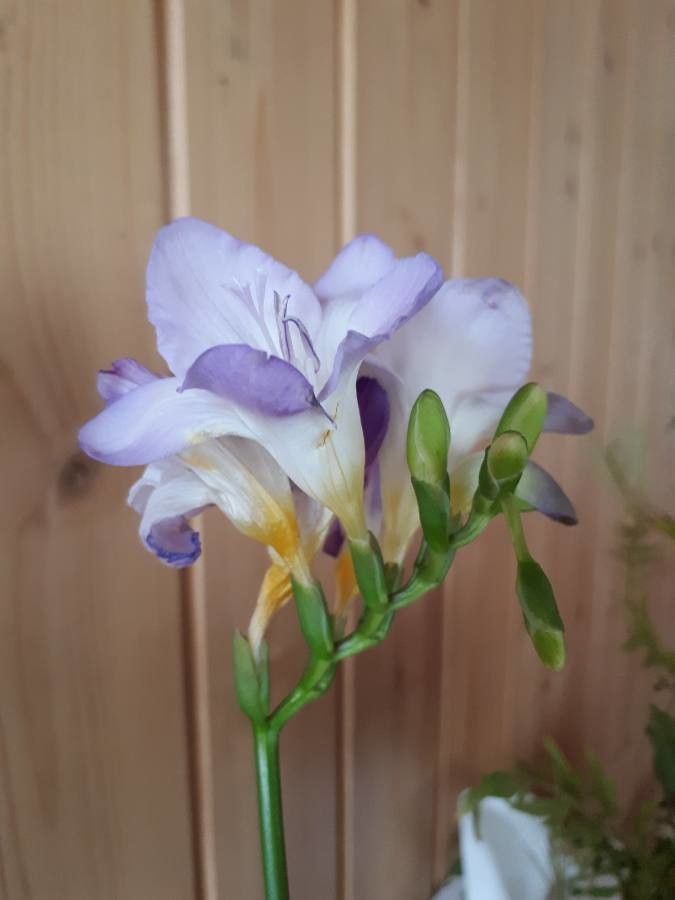 Freesia refracta flower