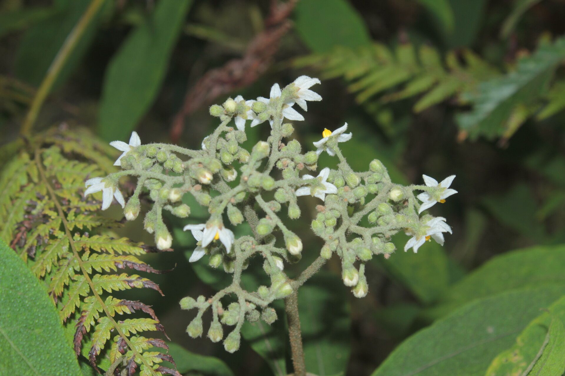 Solanum trachycyphum flower