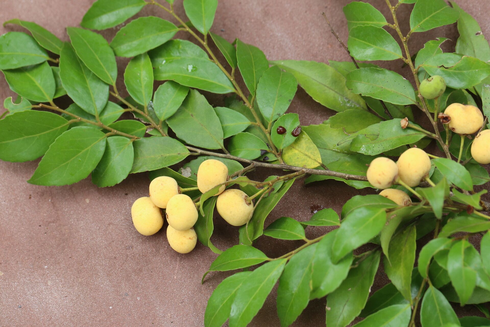 Drypetes gerrardii fruit