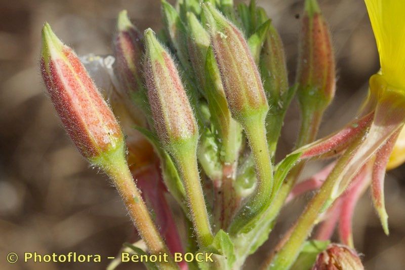 Oenothera velutina — search result for 'Oenothera'