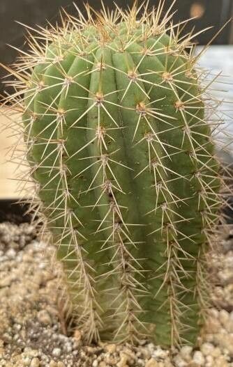 Soehrensia grandiflora habit