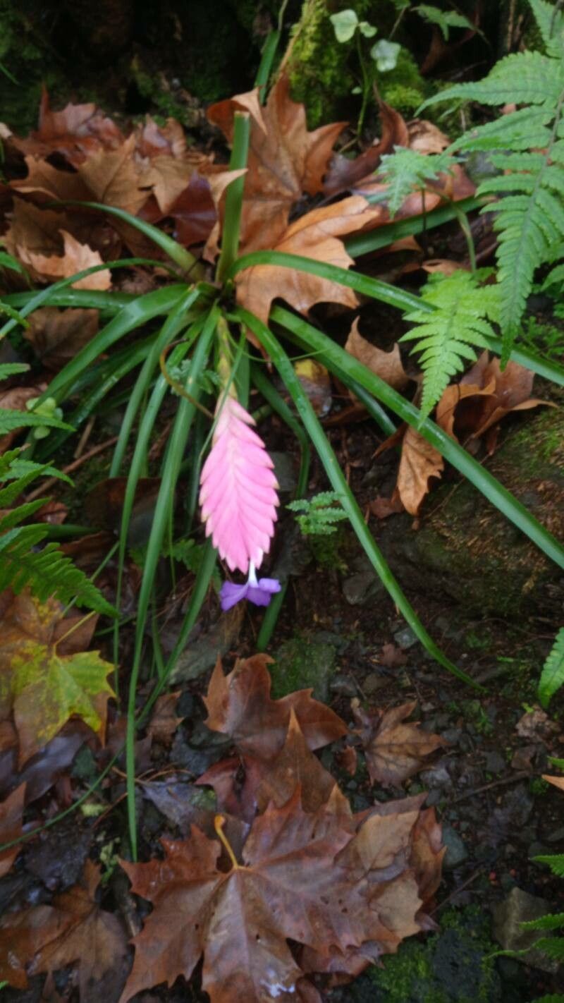Tillandsia guatemalensis flower