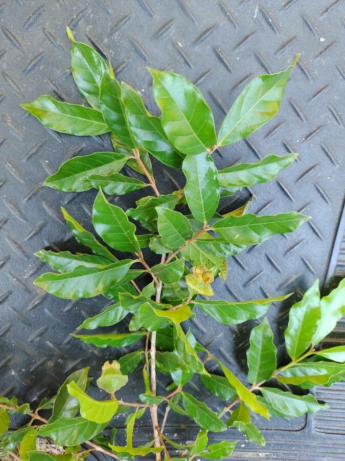 Campomanesia phaea leaf