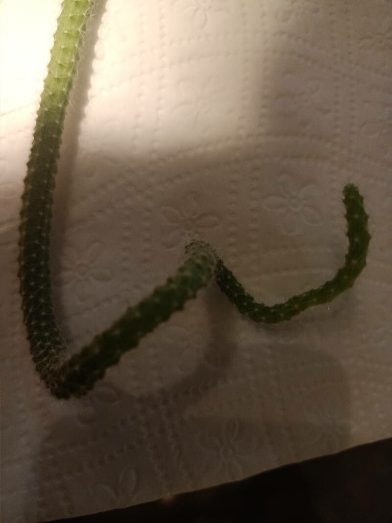 Stenocereus eruca flower