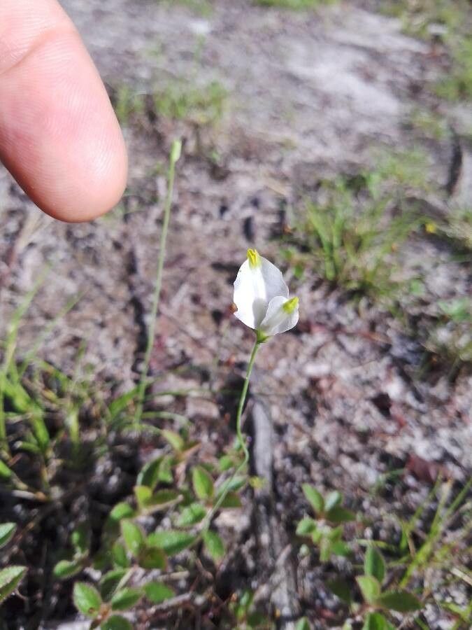 Burmannia bicolor — related species from the same genus