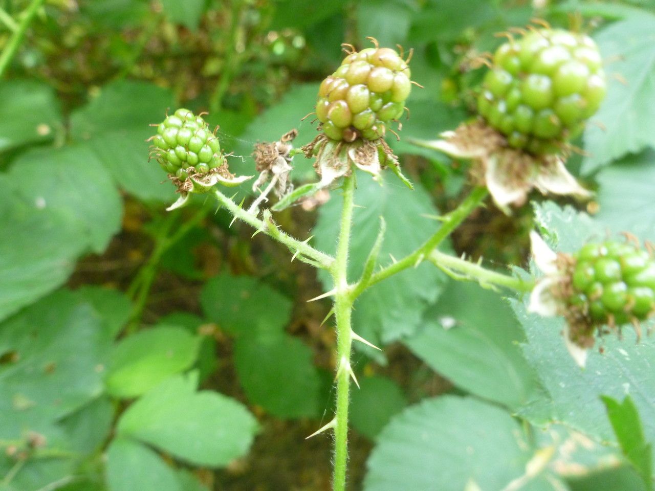 Rubus platyacanthus fruit