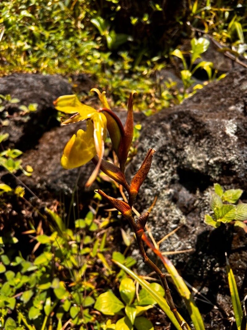 Dendrobium verruciferum — houseplant care guide