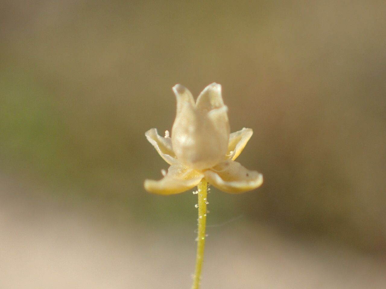 Sagina apetala fruit