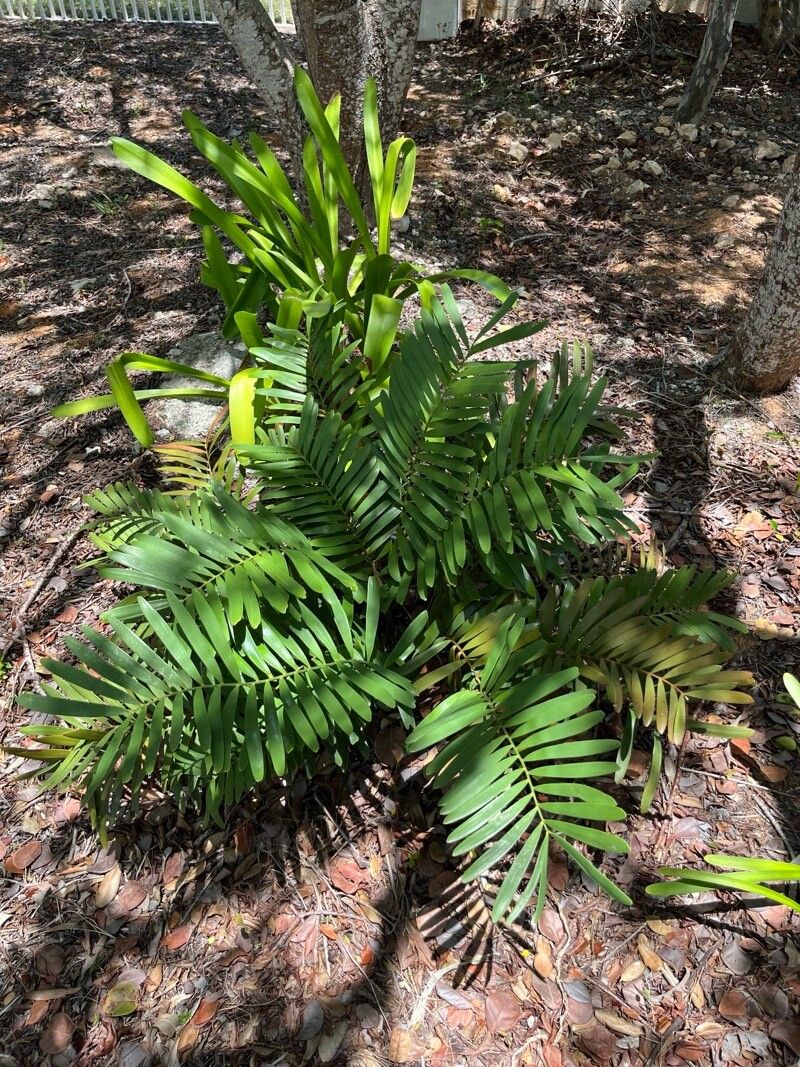 Zamia lucayana — houseplant care guide