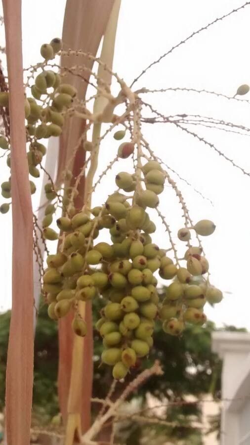 Brahea armata fruit