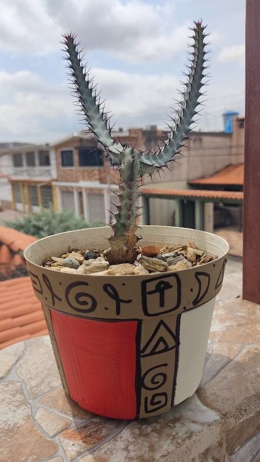 Euphorbia greenwayi bark