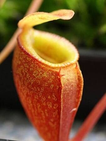 Nepenthes jacquelineae — search result for 'Nepenthes'