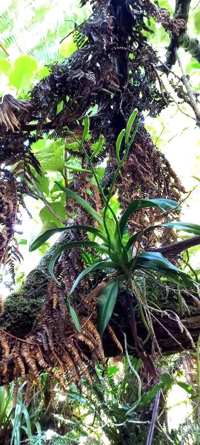 Beclardia macrostachya fruit