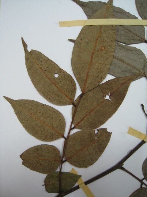 Dialium guianense other