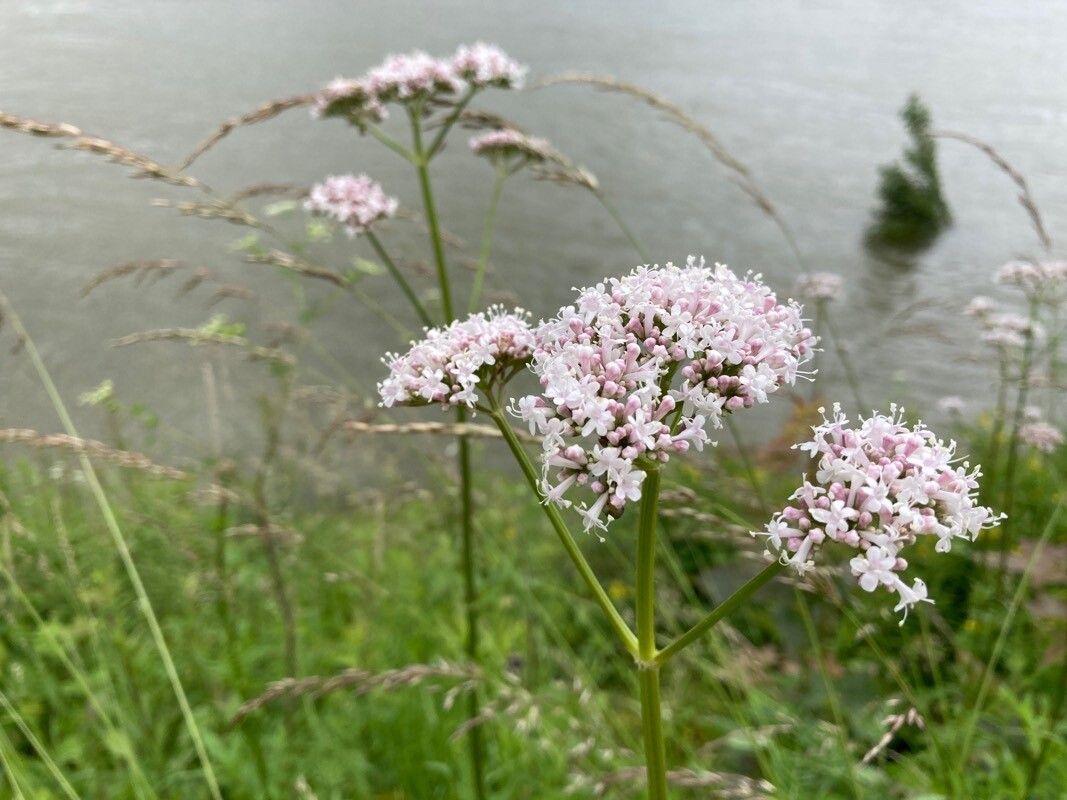 Valeriana excelsa flower