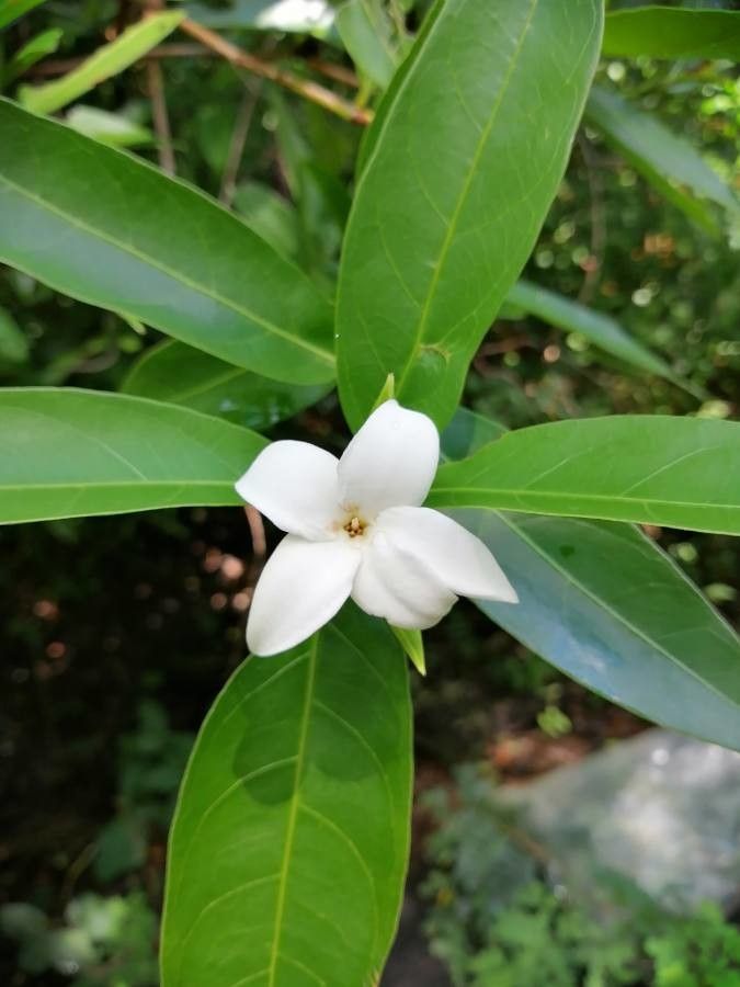 Alibertia edulis flower