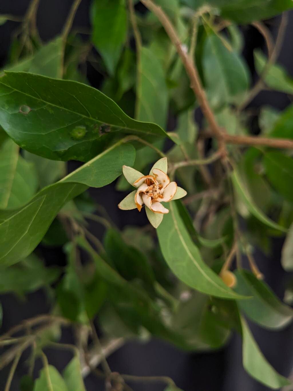 Nesogordonia kabingaensis flower