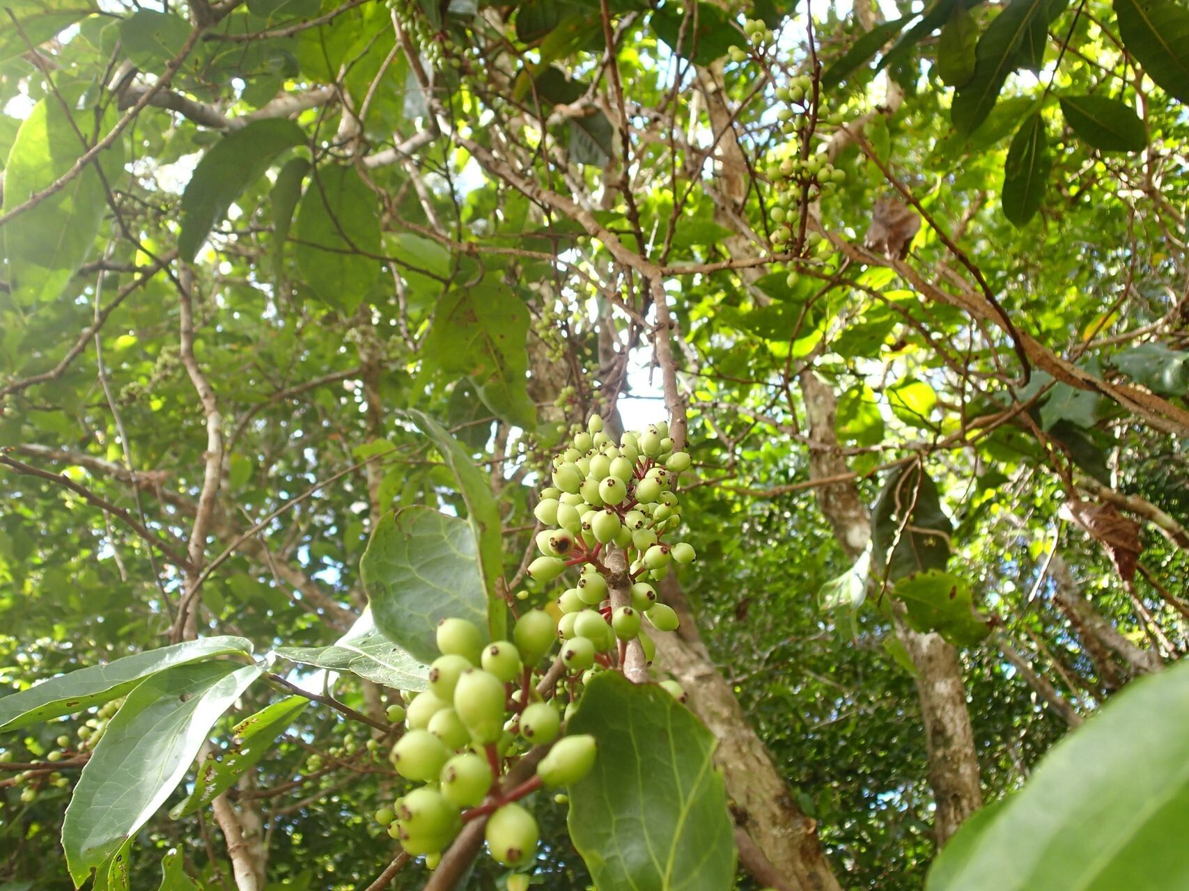 Lasiochlamys cordifolia fruit