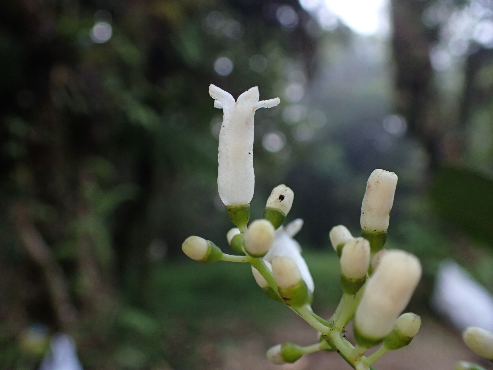 Psychotria nubicola flower