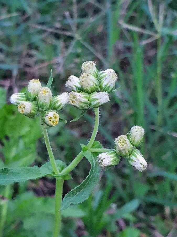 Erigeron steudelii flower