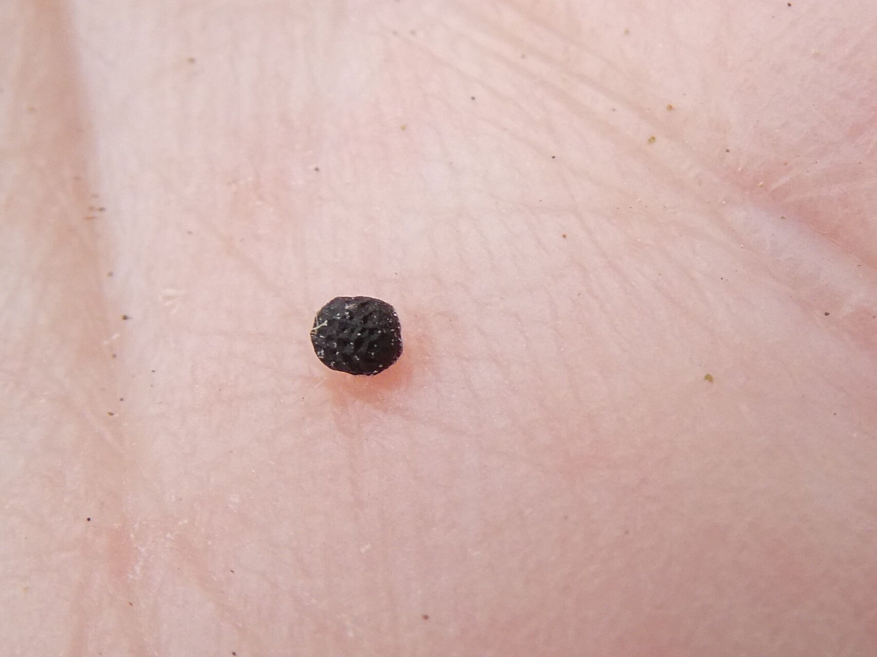 Teucrium botrys fruit
