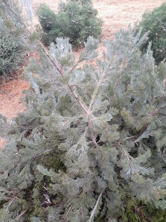 Adenanthos × cunninghamii — related species from the same genus