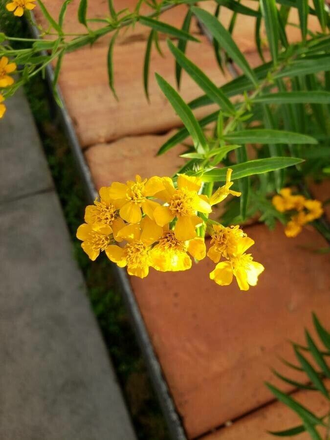 Tagetes lucida flower