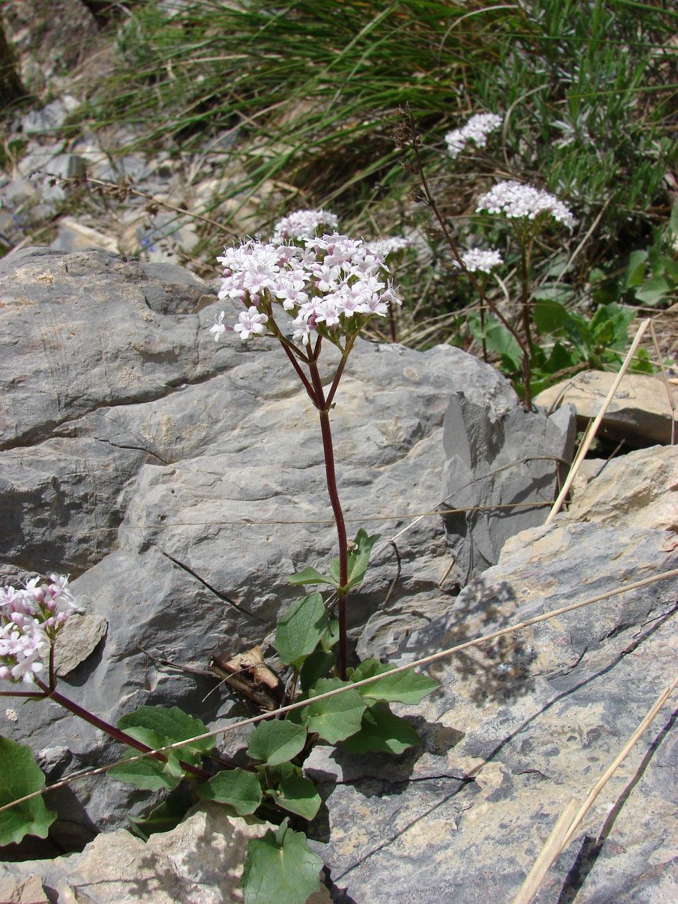 Valeriana rotundifolia habit