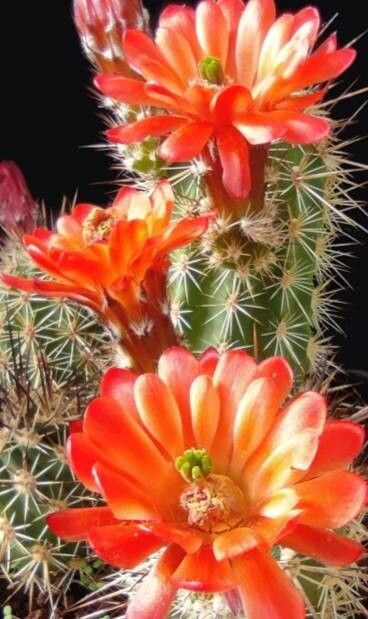 Echinocereus pacificus habit