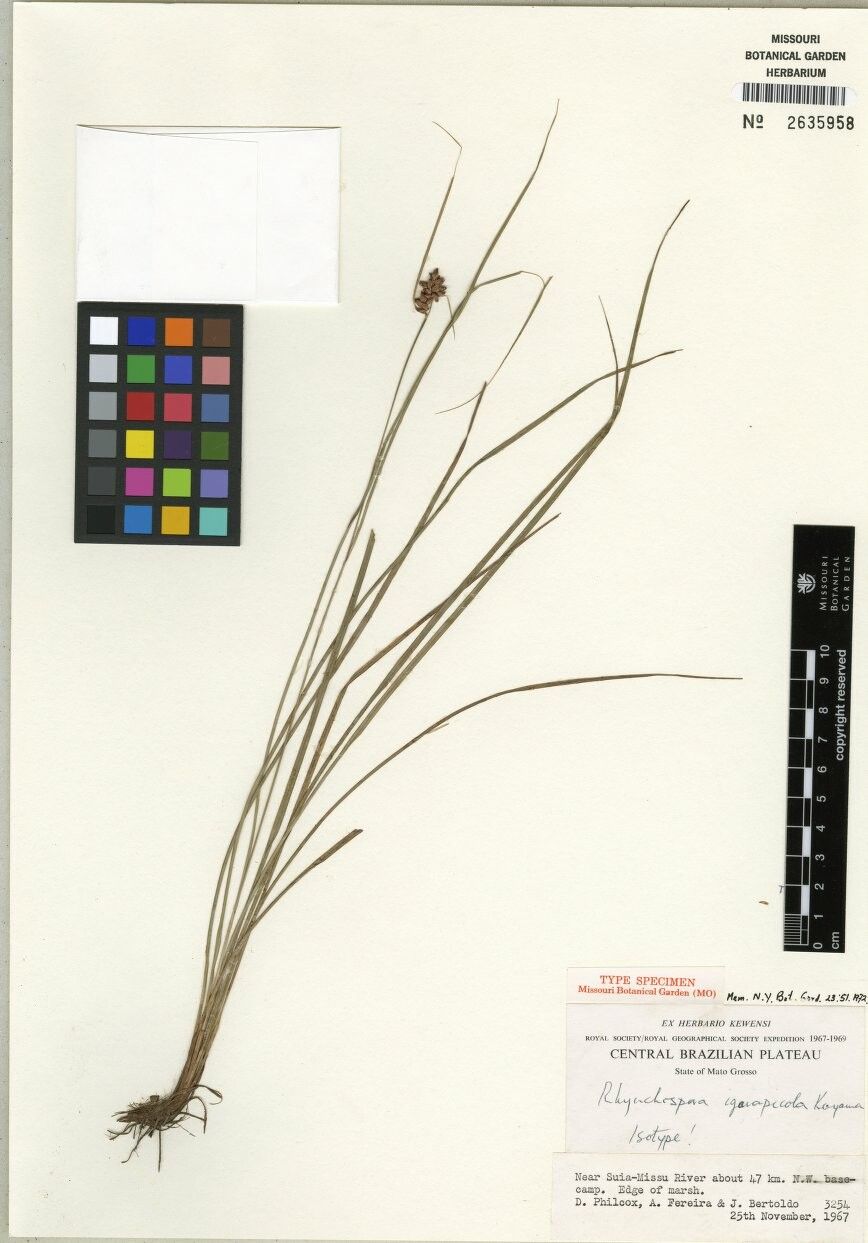 Rhynchospora cariciformis — houseplant care guide