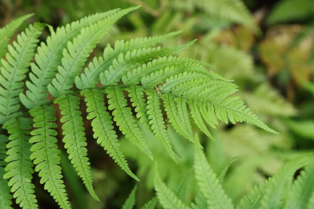 Dryopteris sacrosancta — search result for 'Dryopteris'
