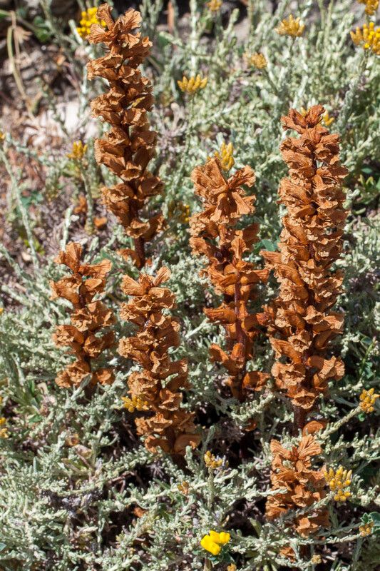 Orobanche litorea — houseplant care guide