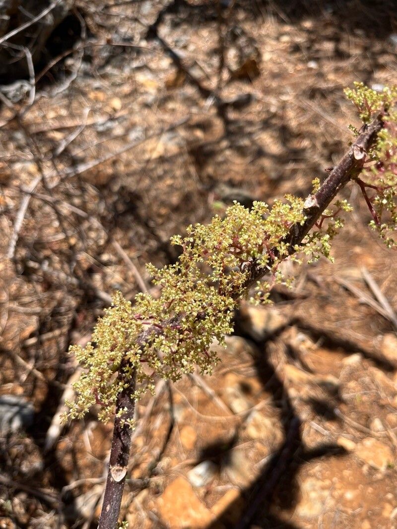 Obetia madagascariensis flower