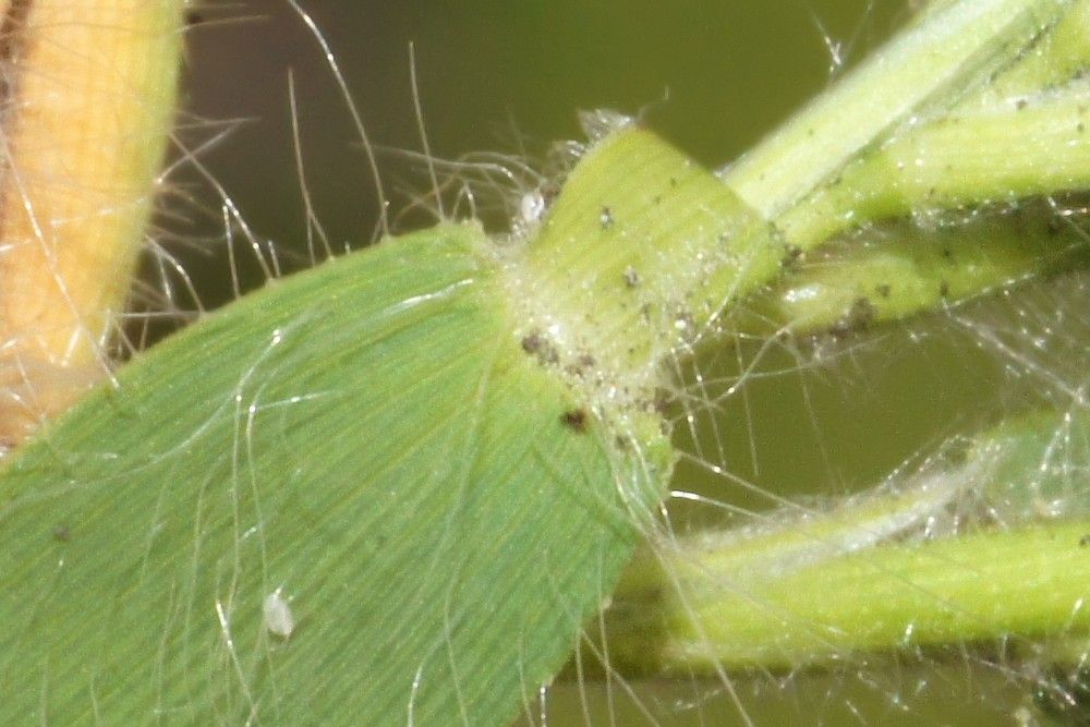 Dichanthelium acuminatum