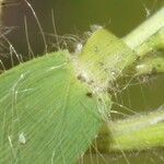 Dichanthelium acuminatum