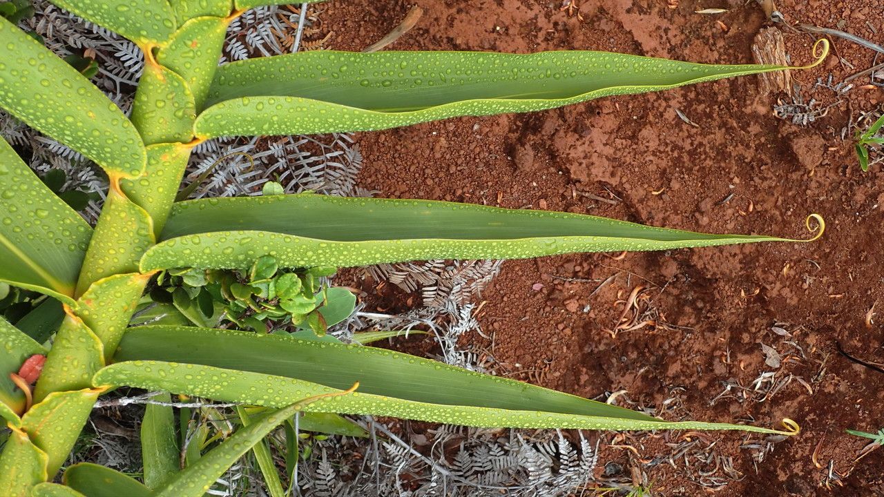 Flagellaria neocaledonica leaf