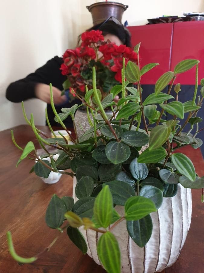 Peperomia quadrangularis flower