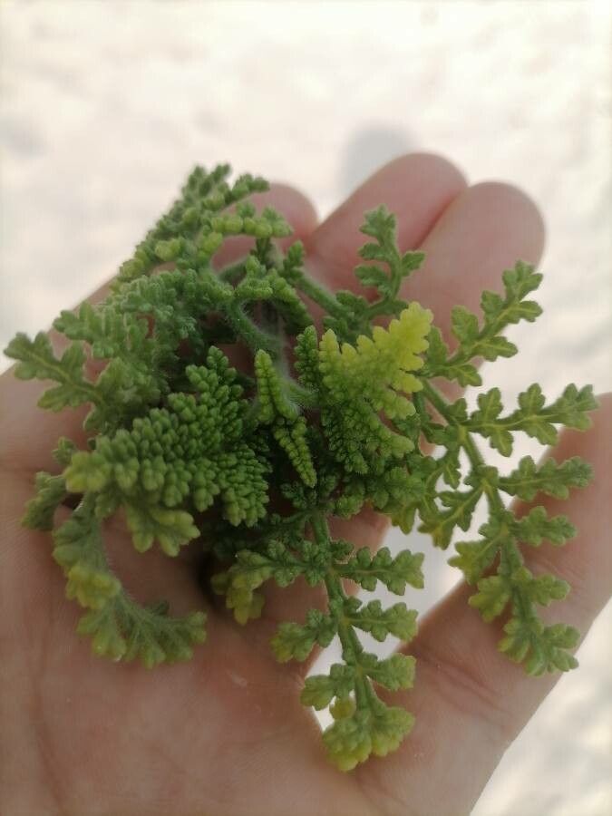 Ambrosia hispida leaf