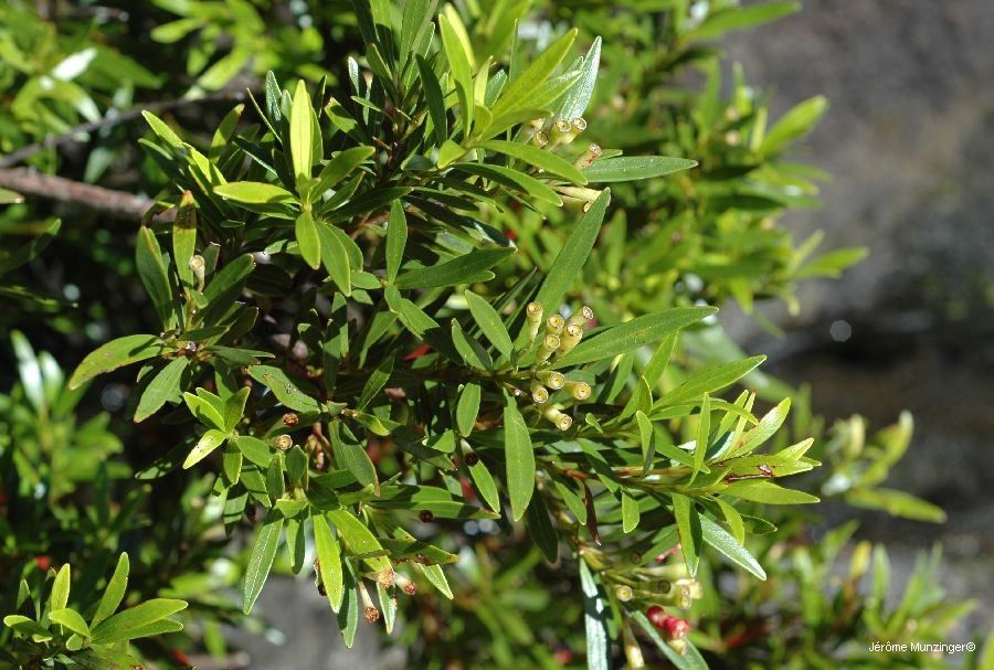 Syzygium elegans habit