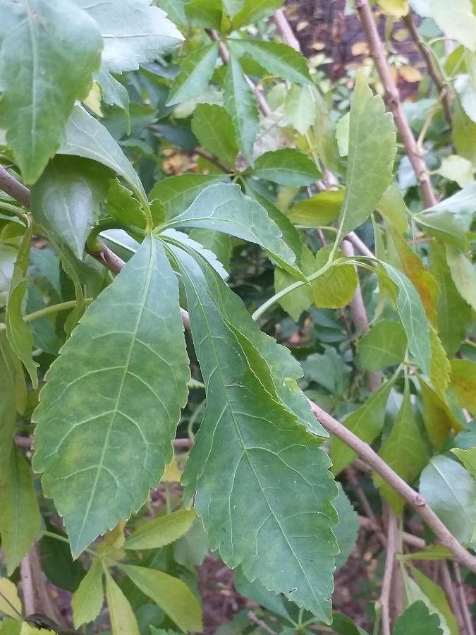 Eleutherococcus simonii leaf