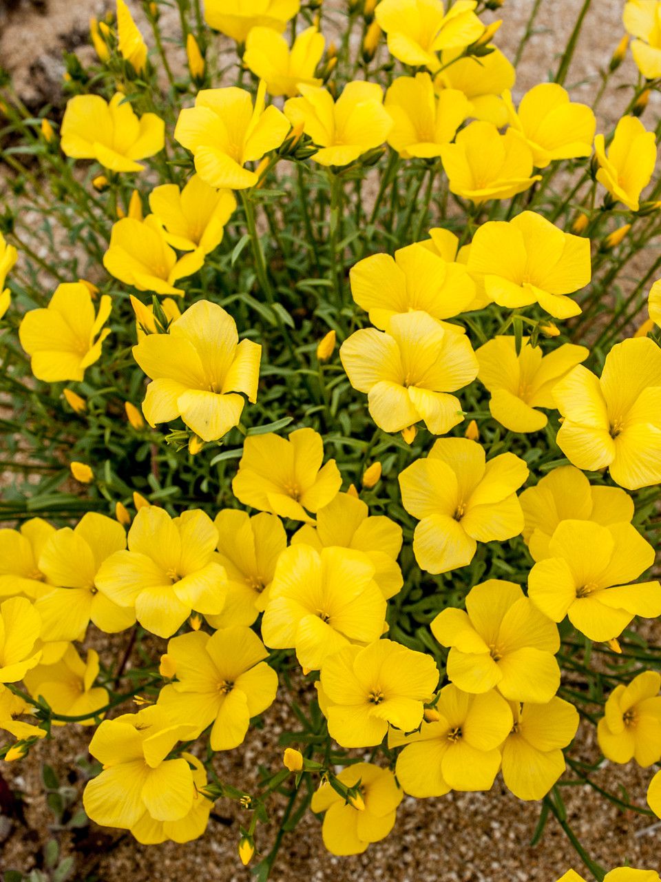Linum tauricum flower