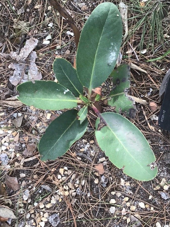 Arbutus menziesii leaf