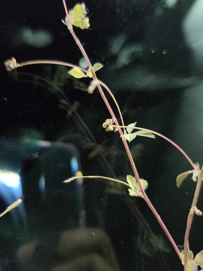 Medicago coronata fruit