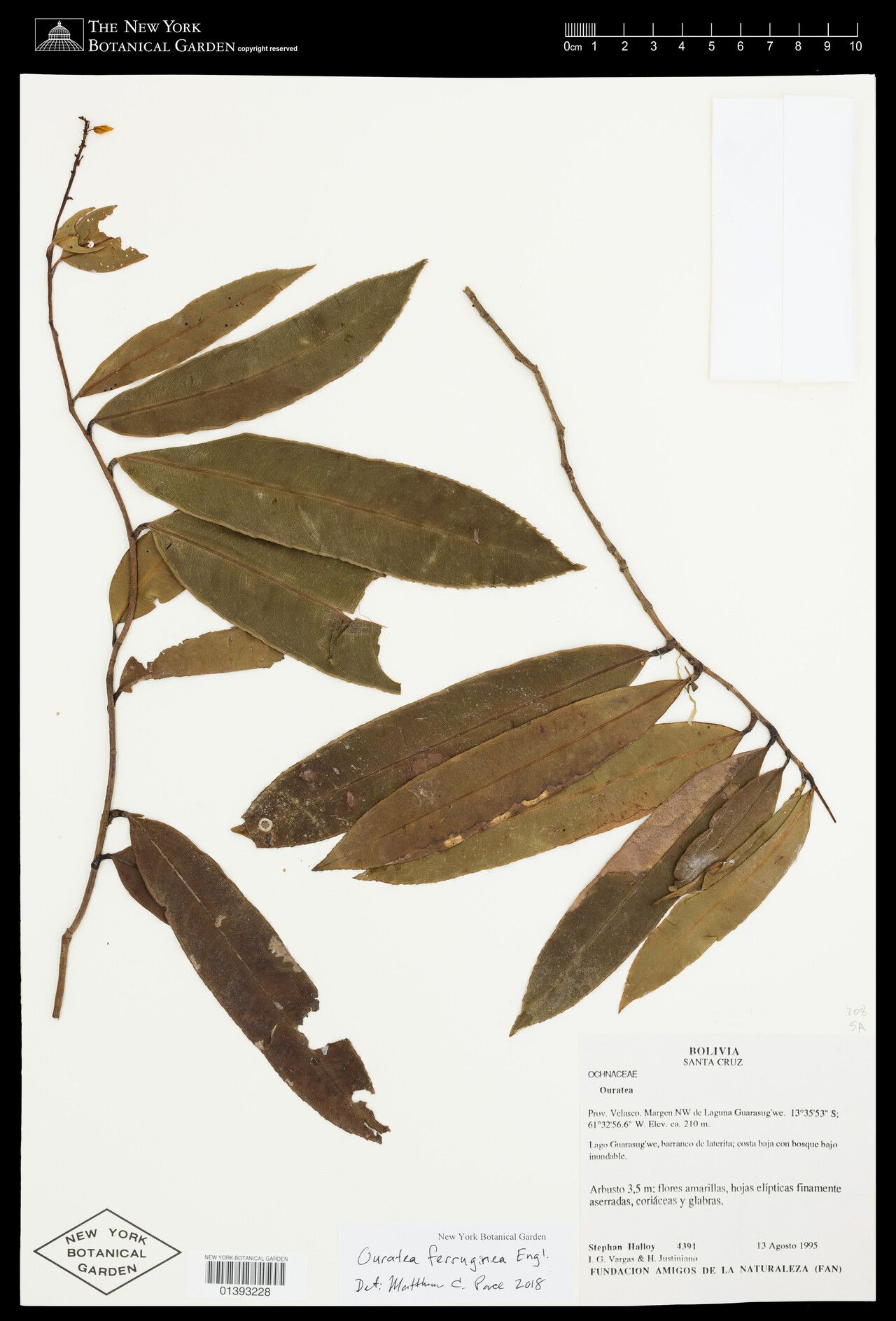 Ouratea ferruginea leaf