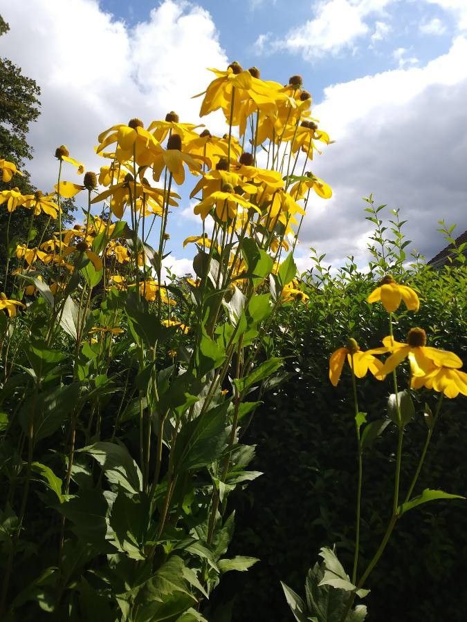 Rudbeckia nitida fruit