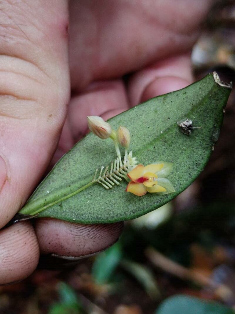 Lepanthes psyche — houseplant care guide