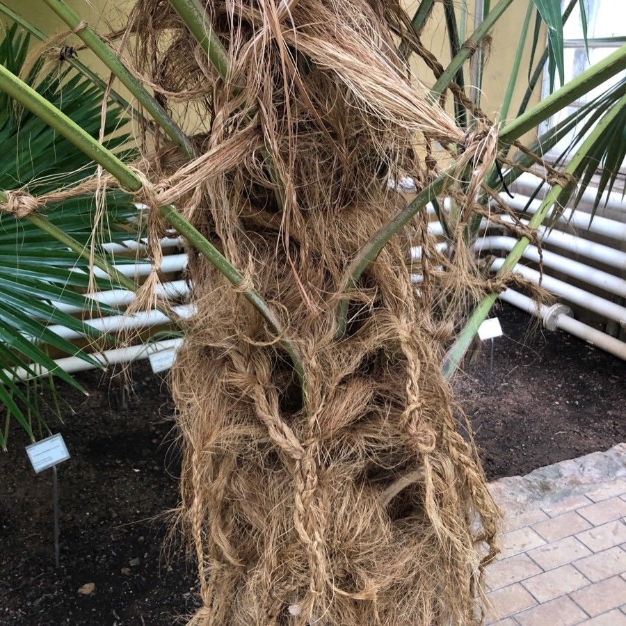Coccothrinax crinita bark