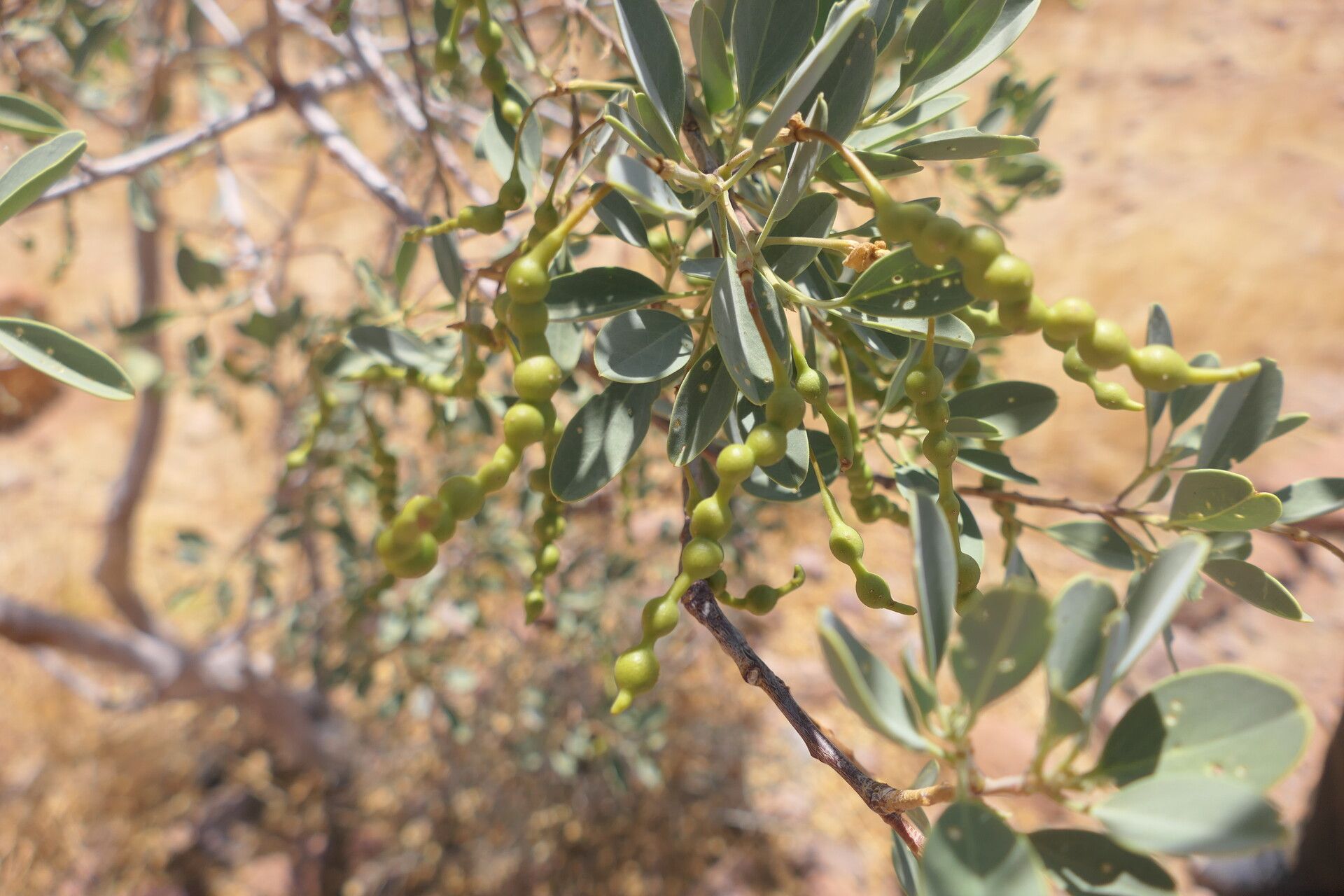 Maerua schinzii fruit