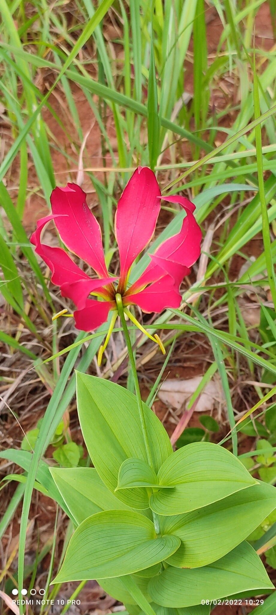 Gloriosa carsonii — related species from the same genus