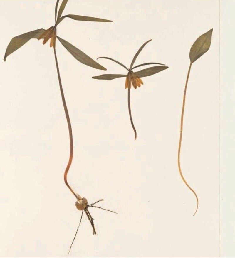 Fritillaria kiusiana — houseplant care guide